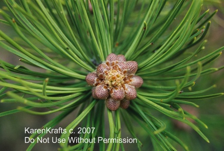 Pine Cone and Pine Needles